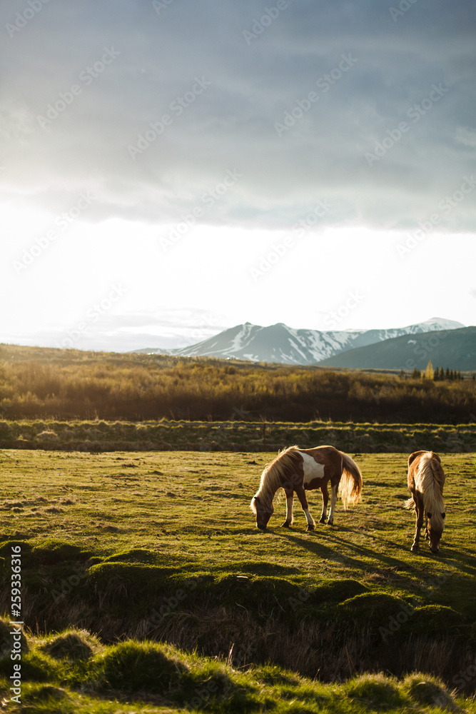 Fototapeta premium Icelandic horses graze in the meadow. Breeding Icelandic horses eat grass and moss in Iceland in summer