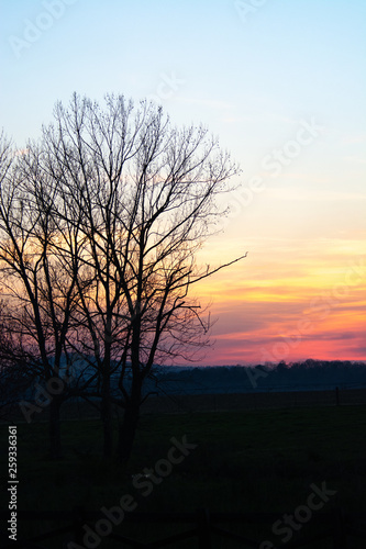 tree on edge of pasture during hazy sunset