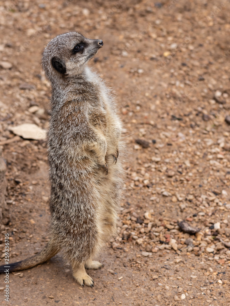Fototapeta premium Slender tailed meerkat(Suricata suricatta)