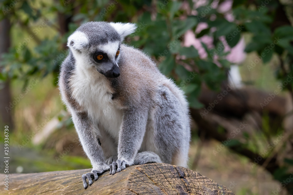 Obraz premium The ring-tailed lemur (Lemur catta)