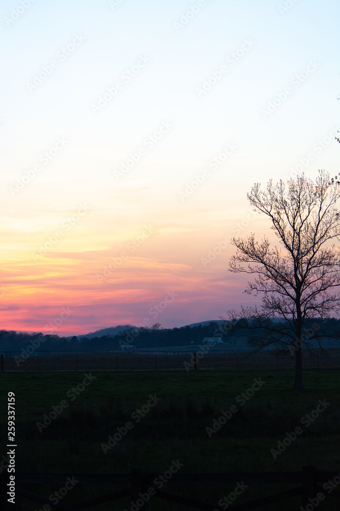 Fototapeta premium tree on edge of pasture during hazy sunset