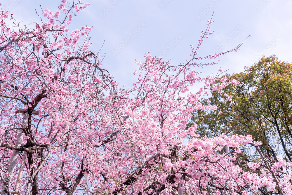 Beautiful cherry blossoms sakura tree bloom in spring in the castle park, copy space, close up, macro. Beautiful cherry blossoms sakura tree bloom in spring in the castle park, copy space, close up, macro.