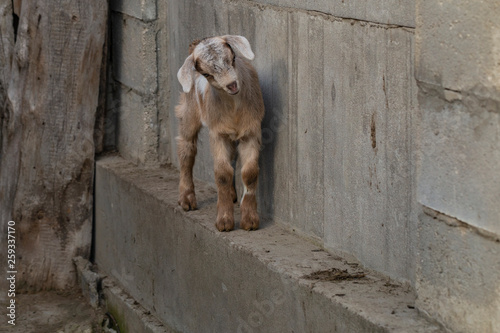 Newborn goat gets acquainted with the outside world. Breeding and growing pets. Childhood goats in the household yard. © Piotr
