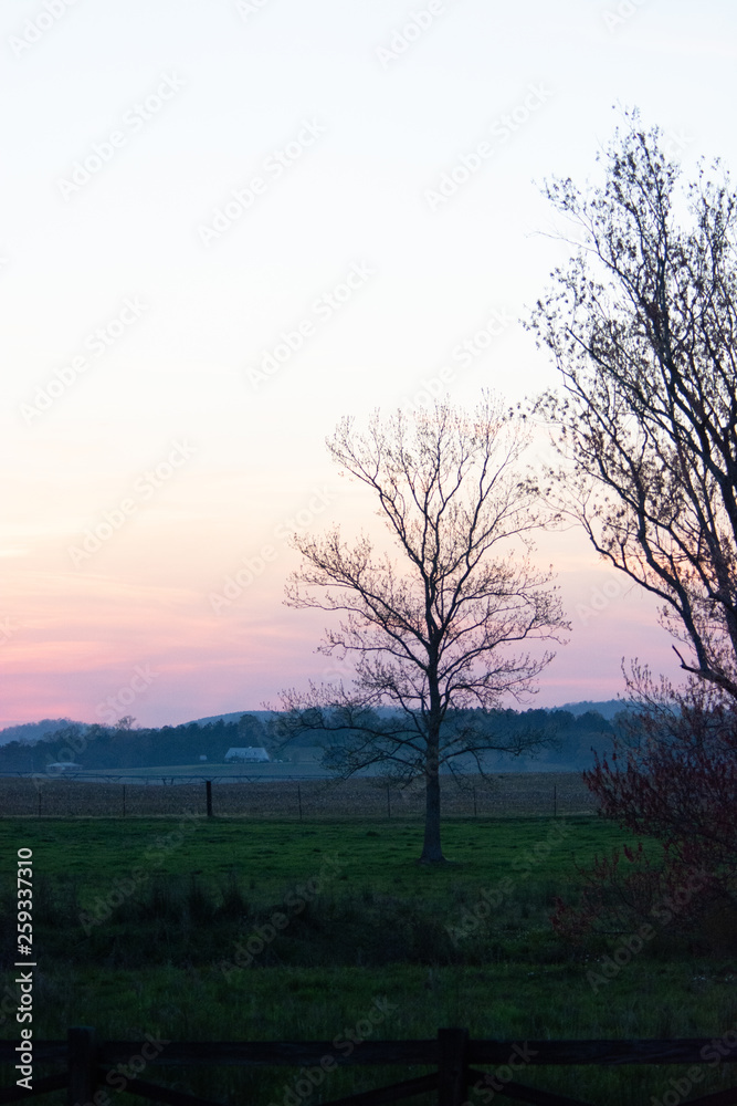tree on edge of pasture during hazy sunset tree on edge of pasture during hazy sunset