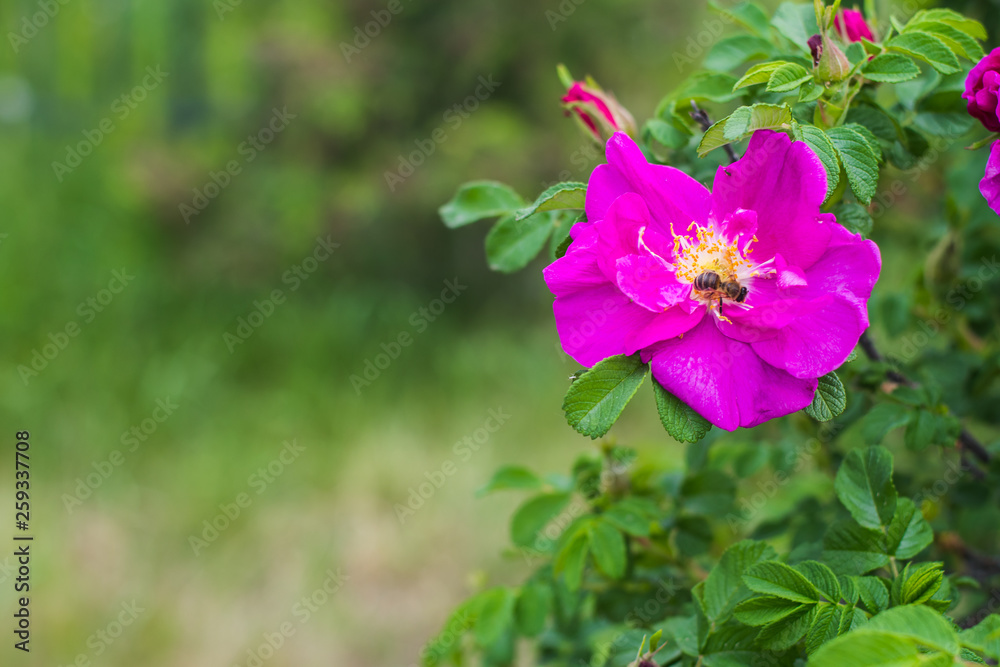 wild rose Bush in bloom