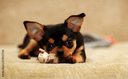 dog