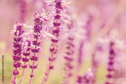 Purple lavender in the field