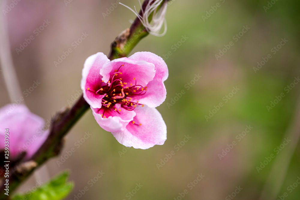 Close-up of Peach Trees Blooming with Peach Blossoms Close-up of Peach Trees Blooming with Peach Blossoms