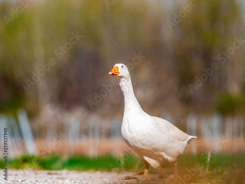 White wild goose walking in search of food