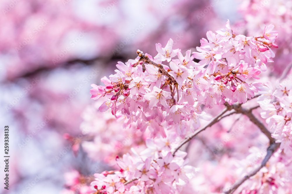 Beautiful cherry blossoms sakura tree bloom in spring in the castle park, copy space, close up, macro. Beautiful cherry blossoms sakura tree bloom in spring in the castle park, copy space, close up, macro.