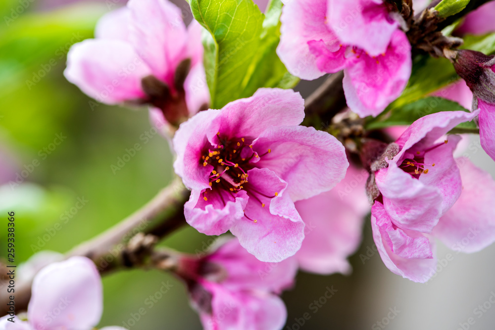 Close-up of Peach Trees Blooming with Peach Blossoms Close-up of Peach Trees Blooming with Peach Blossoms