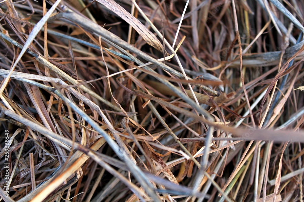 The pressed dry, last year's grass.