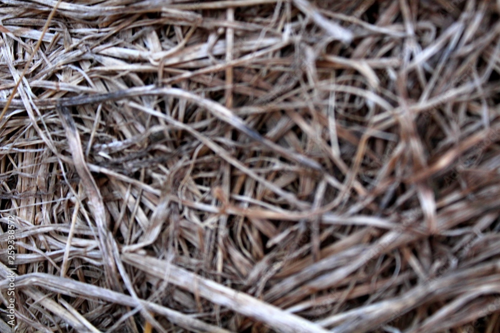 The pressed dry, last year's grass.