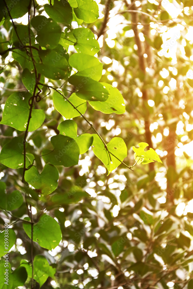 Fototapeta premium Heart shaped green leaves on natural background