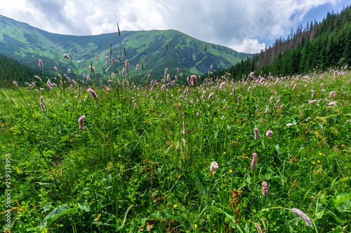 Summer flowers on the background of mountains. Kondratowa Valley. Tatra Mountains. Poland.