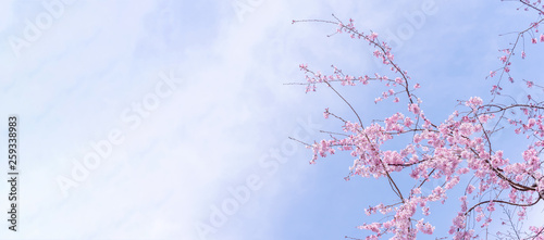 Beautiful cherry blossoms sakura tree bloom in spring in the castle park, copy space, close up, macro. photo