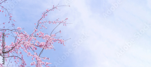 Beautiful cherry blossoms sakura tree bloom in spring in the castle park  copy space  close up  macro.