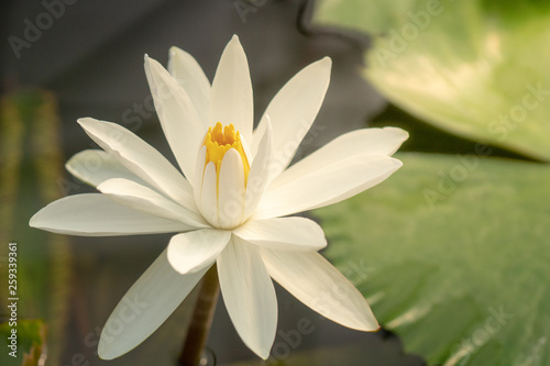 Selective focus close up shot of single white lotus flower blossom blooming with bee and blurred clear water in the pond and green lotus leaf. The meaning of purity and devotion in buddhism.