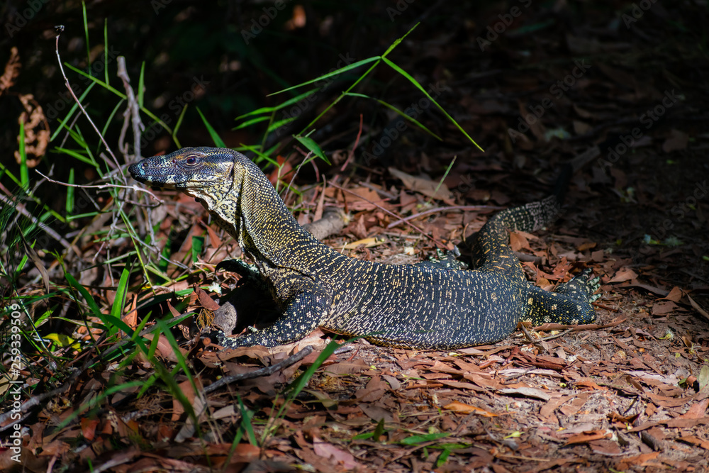 A Goanna sits in the sun to warm itself. This reptile was in Noosa National Park, Australia A Goanna sits in the sun to warm itself. This reptile was in Noosa National Park, Australia