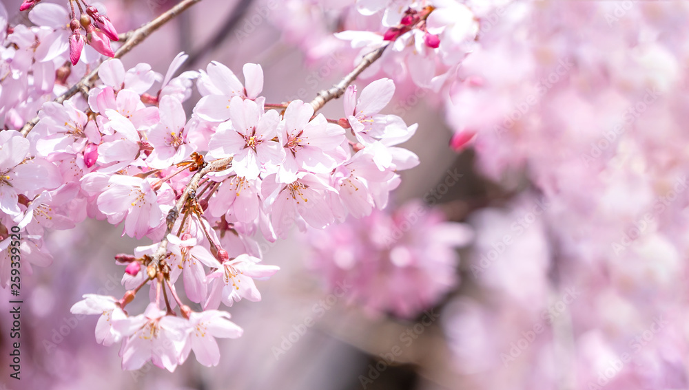 Beautiful cherry blossoms sakura tree bloom in spring in the castle park, copy space, close up, macro.