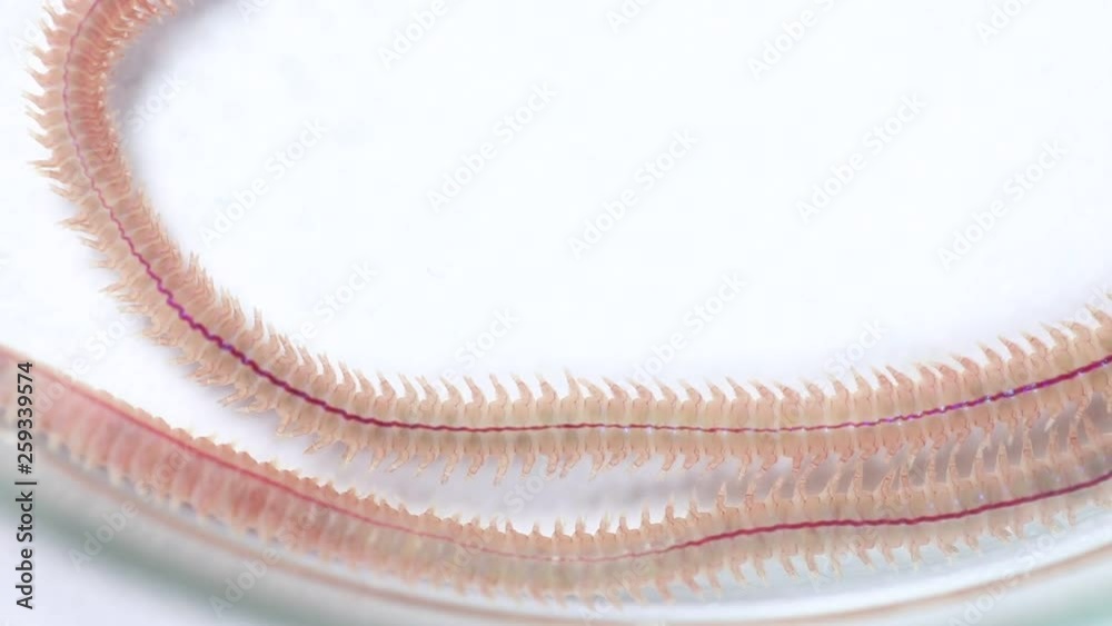 Sandworm Types Sand Worm (Perinereis sp.) is the same species as sea worms (Polychaete ...