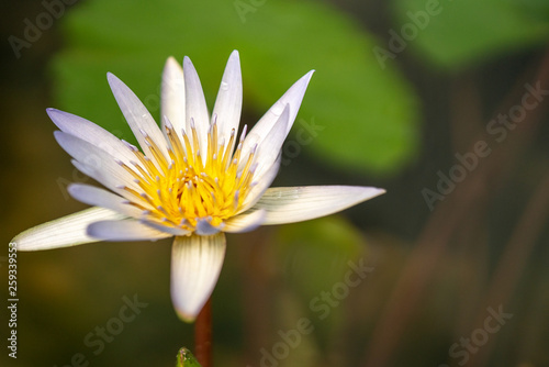 Selective focus close up shot of single pastel purple and white color lotus flower in clear water in the pond with blurred background. The meaning of purity  devotion or rebirth in buddhism.