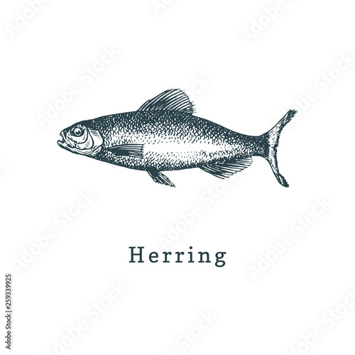 Illustration of herring. Fish sketch in vector. Drawn seafood in engraving style. Used for can sticker, shop label etc.