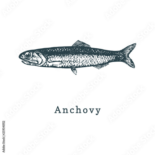 Illustration of anchovy. Fish sketch in vector. Drawn seafood in engraving style. Used for can sticker, shop label etc.
