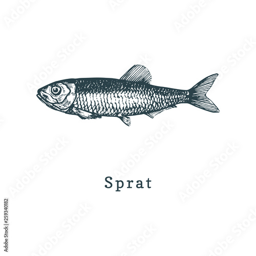 Illustration of sprat. Fish sketch in vector. Drawn seafood in engraving style. Used for can sticker, shop label etc.
