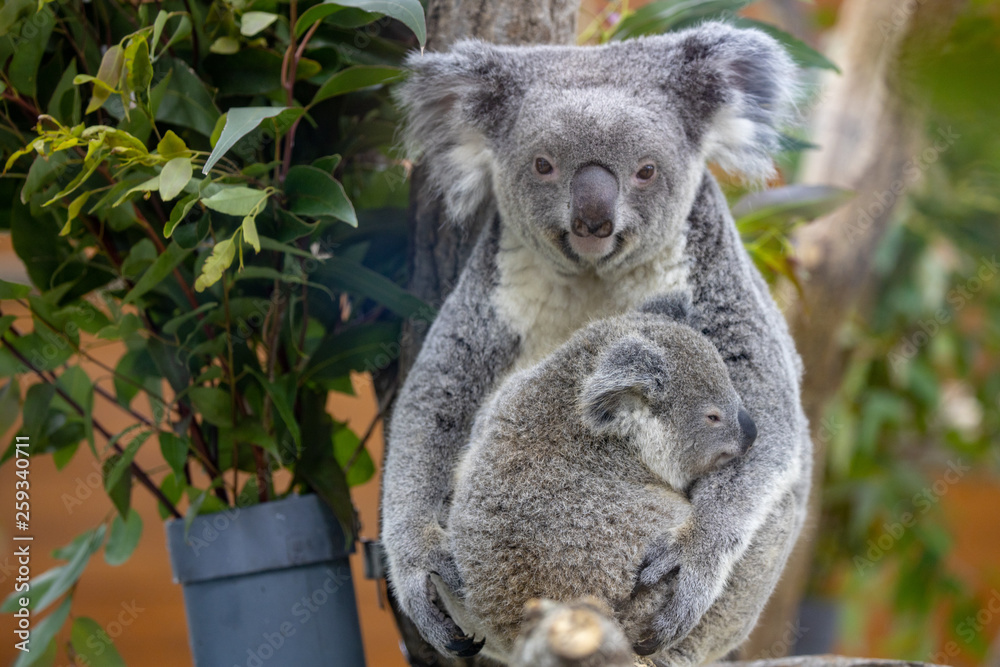 Obraz premium コアラ, 子ども