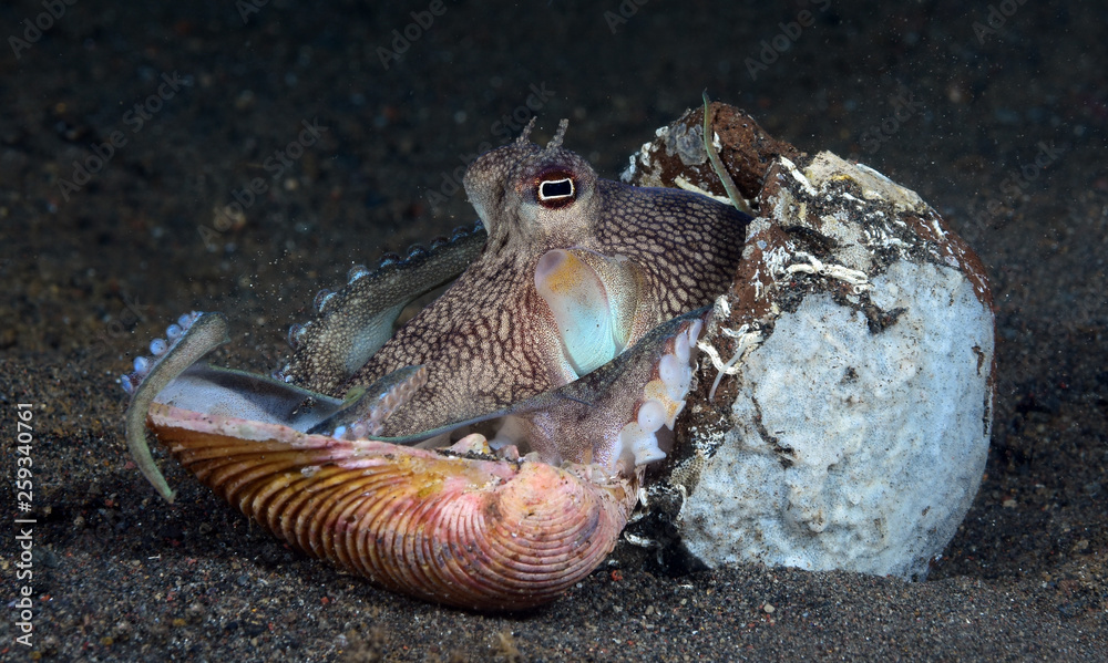 Obraz premium Incredible Underwater World - Coconut octopus - Amphioctopus marginatus. Diving and underwater photography. Tulamben, Bali, Indonesia.