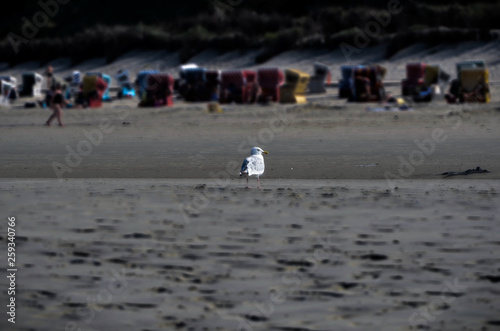 Seagull at the beach © Sima Andrei