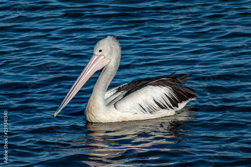 A Pelican hunts for fish on a sunny day