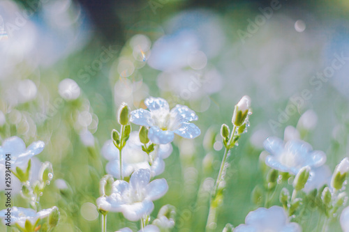 Beautiful nature background with fresh grass and gentle white flowers. Soft focus artistic lens close-up macro. photo