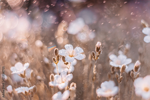 Dreamy nature background with grass, white flowers and water drops in sunlight. Soft focus artistic lens macro.