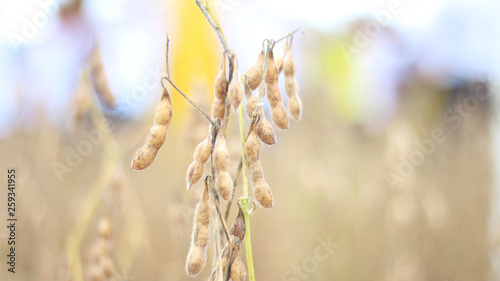 dry soybean seeds on the plant - with space for text photo