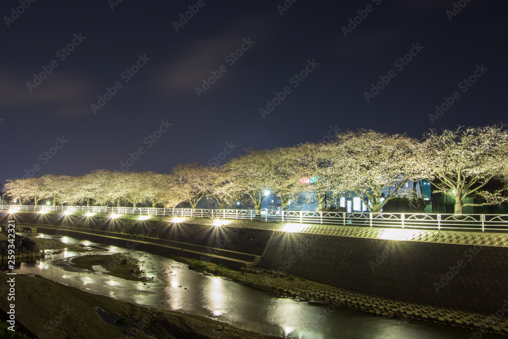 夜桜　ライトアップ cherry trees at evening 福岡県志免町