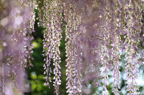藤の花 © phototenki