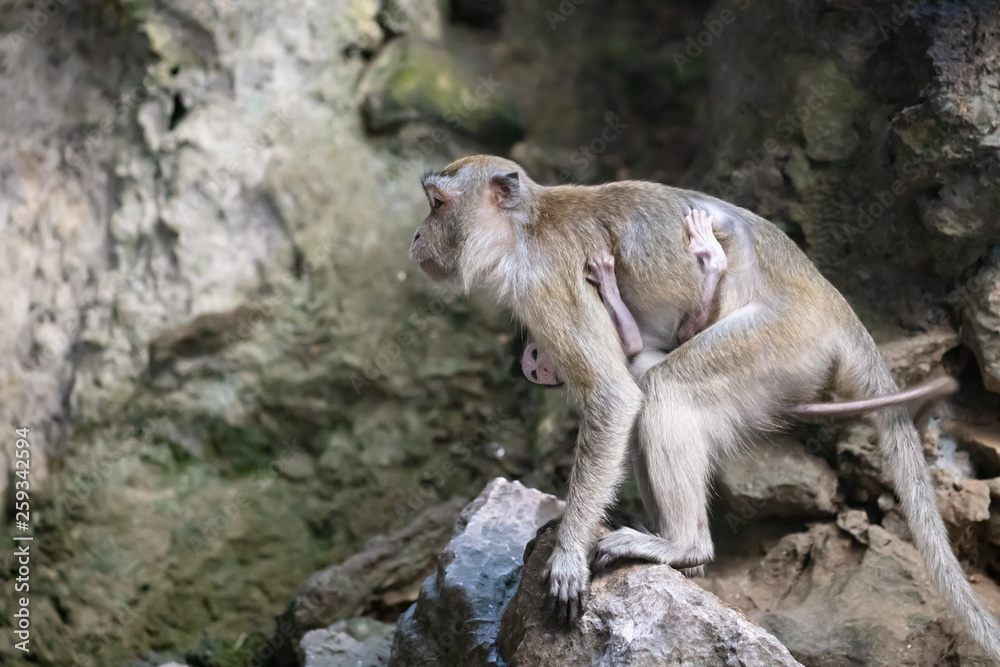 Silver Leaf Monkey in Malaysia