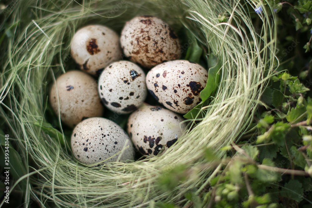 Eggs in the nest on the grass. Protection of offspring. Organic food. Wildlife. For Easter. Eggs in the nest on the grass. Protection of offspring. Organic food. Wildlife. For Easter.