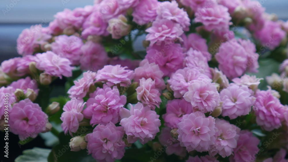Closeup Pink Kalanchoe flower 