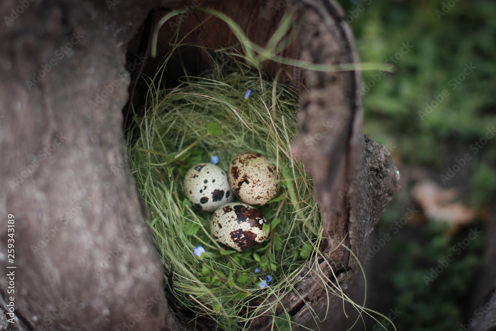 Eggs in nest. Protection of offspring. Wildlife. For Easter Eggs in nest. Protection of offspring. Wildlife. For Easter