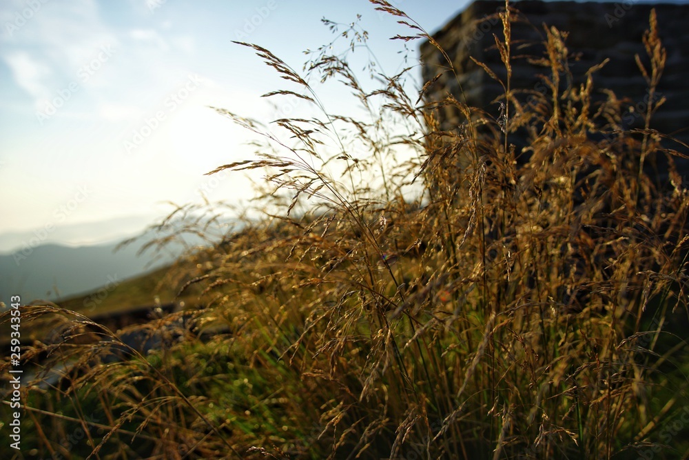 Obraz premium grass in the mountains