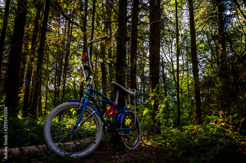 Bycicle in the forest