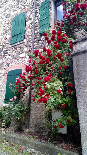Fototapeta Naklejka Na Ścianę i Meble -  blooming roses against the stone wall of the house