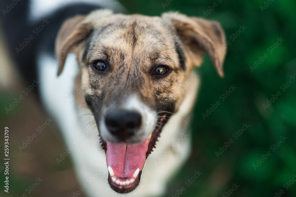 View from above at happy mongrel dog with standing and looking at camera