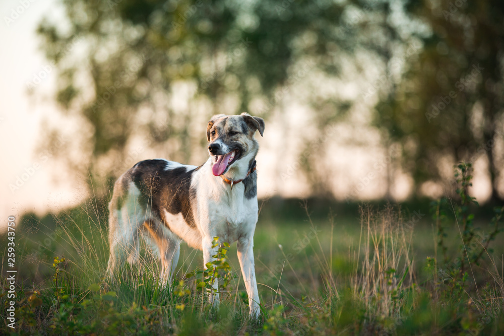 Portrait of happy mongrel dog walking on sunny green field. Green trees background