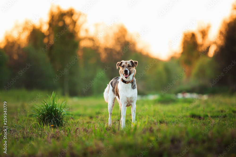 Portrait of happy mongrel dog walking on sunny green field. Green trees background