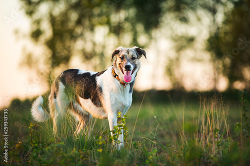 Fototapeta Naklejka Na Ścianę i Meble -  Portrait of happy mongrel dog walking on sunny green field. Green trees background