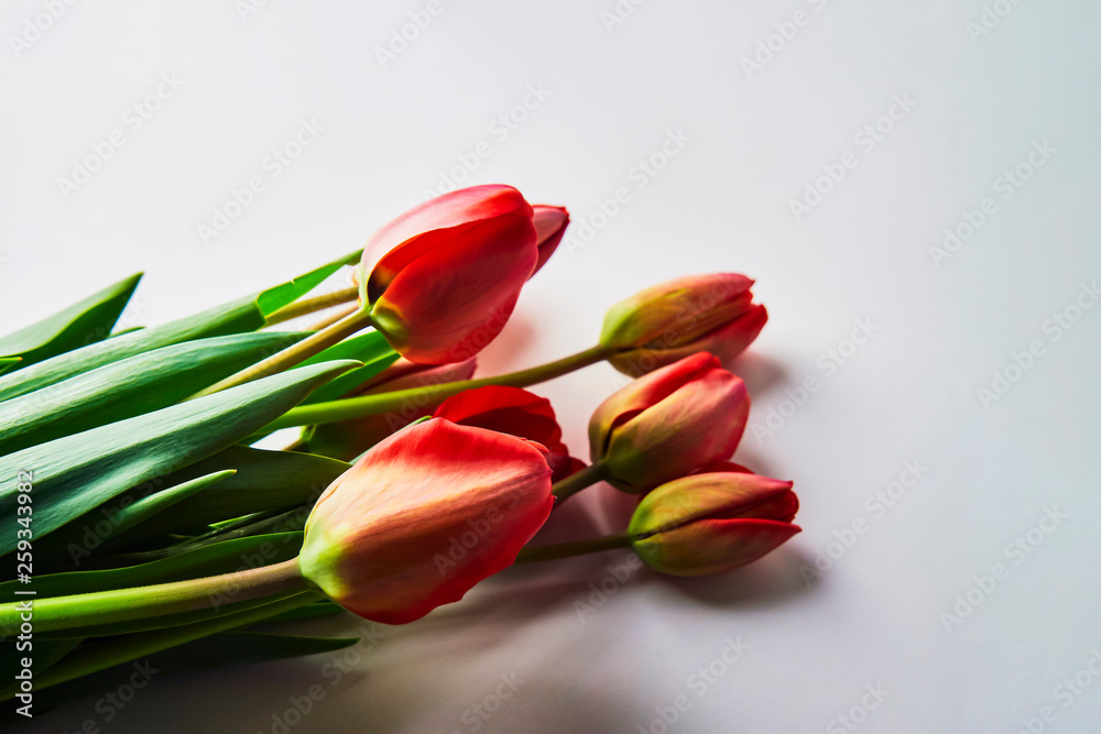 Fresh red tulips. Bouquet of spring flowers on a white background Fresh red tulips. Bouquet of spring flowers on a white background